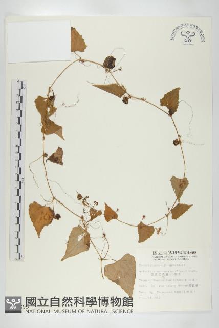 黑果馬交兒藏品圖，第1張