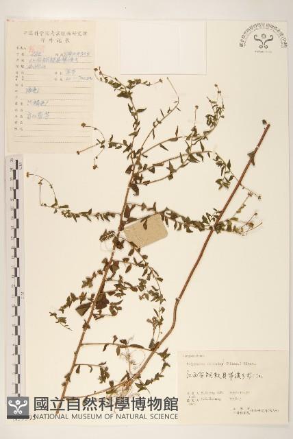 島田氏雞兒腸藏品圖，第1張