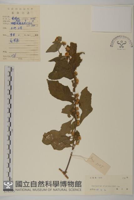 天名精藏品圖，第1張