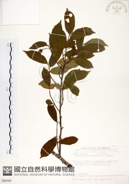 台灣楊桐藏品圖，第1張