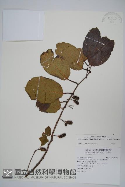 硬齒獼猴桃藏品圖，第1張