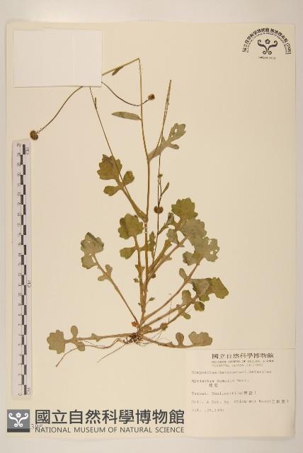 矮菊藏品圖，第1張