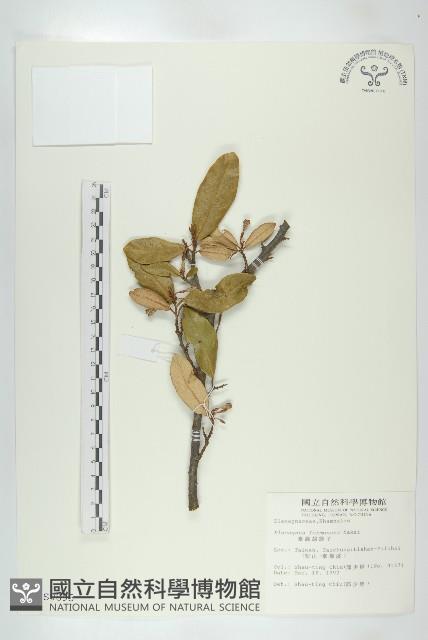 臺灣胡頹子藏品圖，第1張