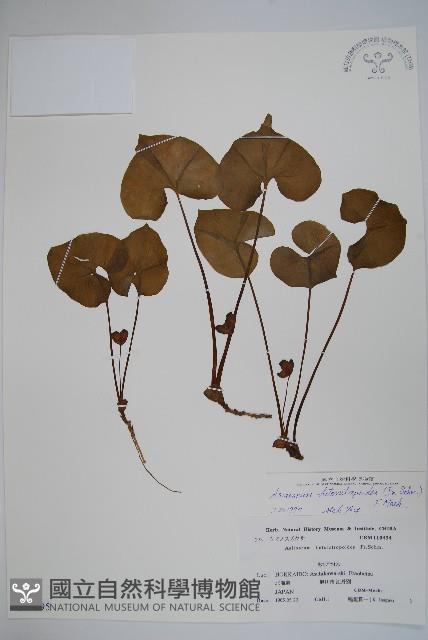 庫葉細辛藏品圖，第1張