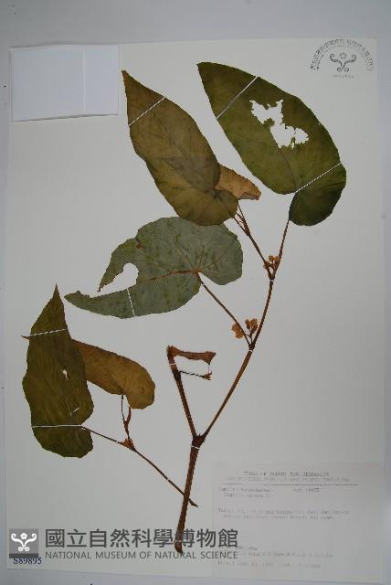 圓果秋海棠藏品圖，第1張