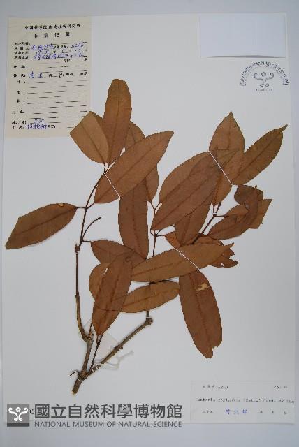 仔欖樹藏品圖，第1張