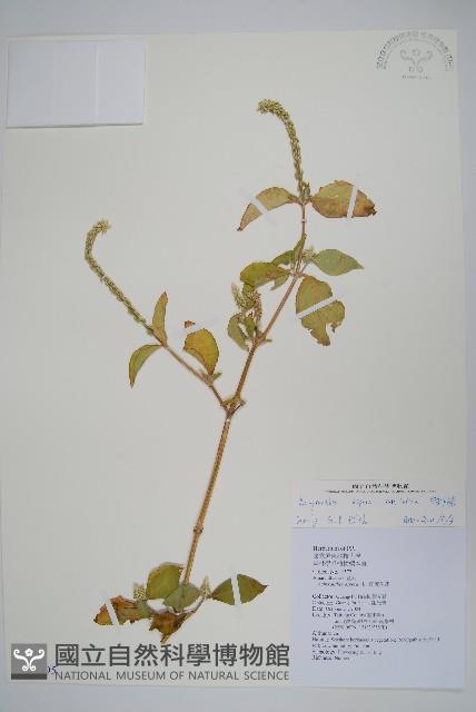 印度牛膝、土牛藤藏品圖，第1張