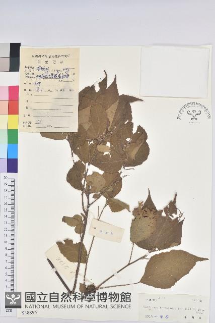 紅背山麻桿藏品圖，第1張