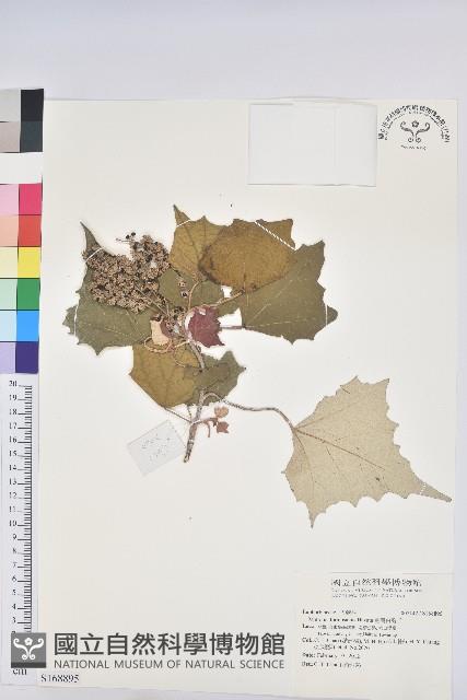 臺灣白匏子藏品圖，第1張