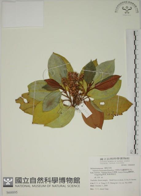 大野牡丹藏品圖，第1張