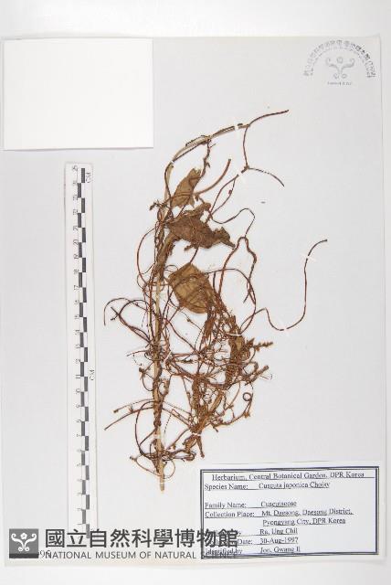 日本菟絲子藏品圖，第1張