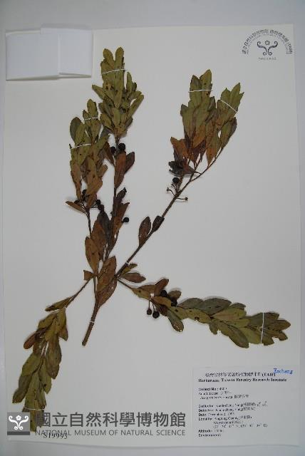 圓葉冬青藏品圖，第1張