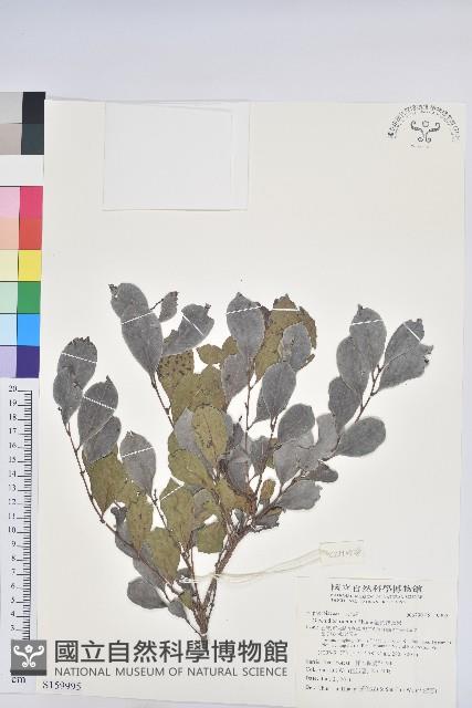 細葉饅頭果藏品圖，第1張