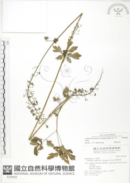 台灣升麻藏品圖，第1張