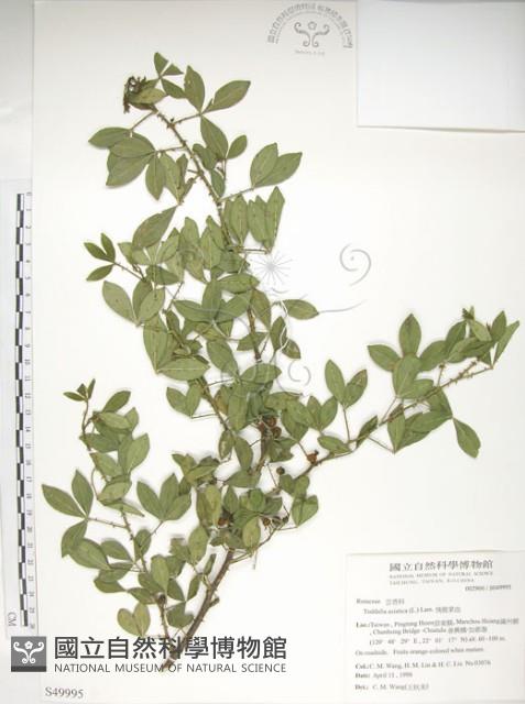 飛龍掌血藏品圖，第1張