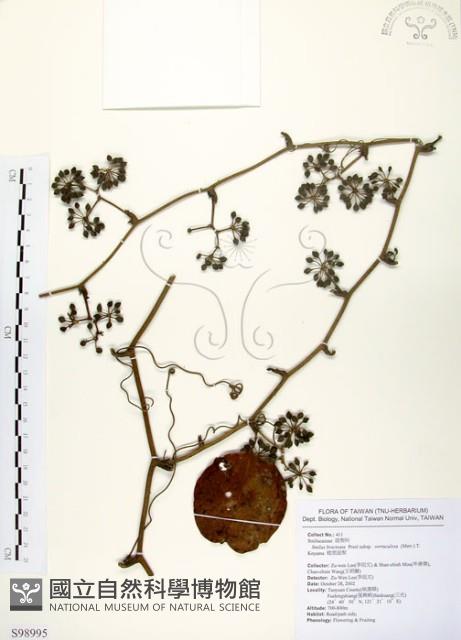 糙莖菝契藏品圖，第1張