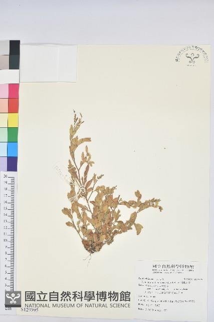 假葉下珠藏品圖，第1張