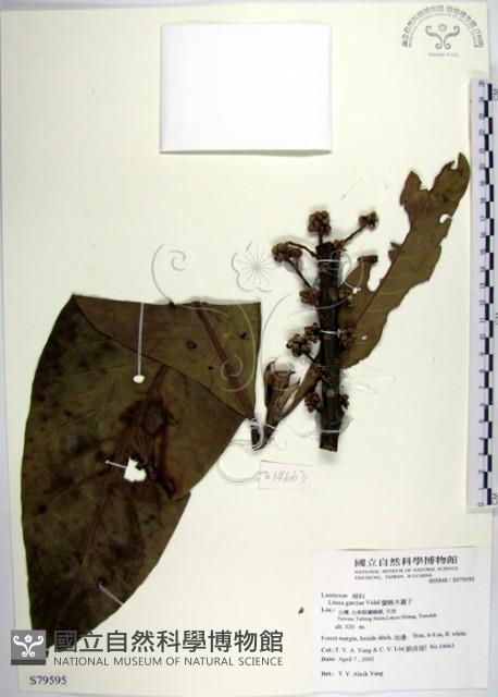 蘭嶼木薑子藏品圖，第1張