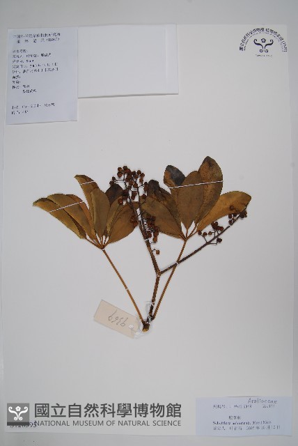 鵝掌蘗藏品圖，第1張