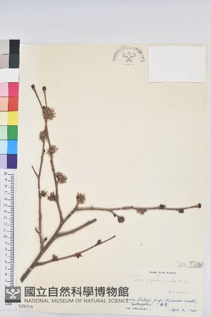 登錄號:S058595藏品圖，第1張