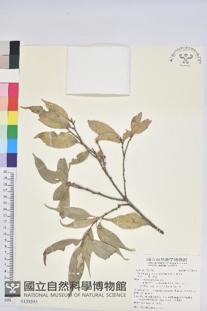 烏來柯、楒、淋漓藏品圖，第1張