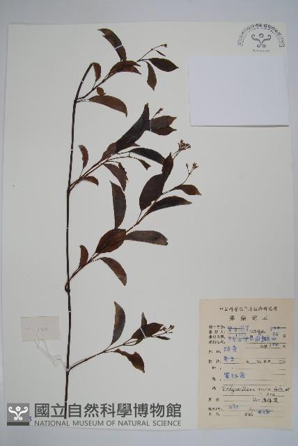 酸藤藏品圖，第1張