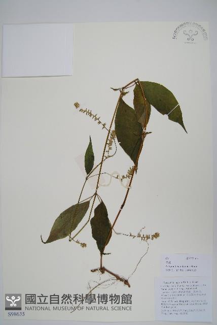 牛膝藏品圖，第1張