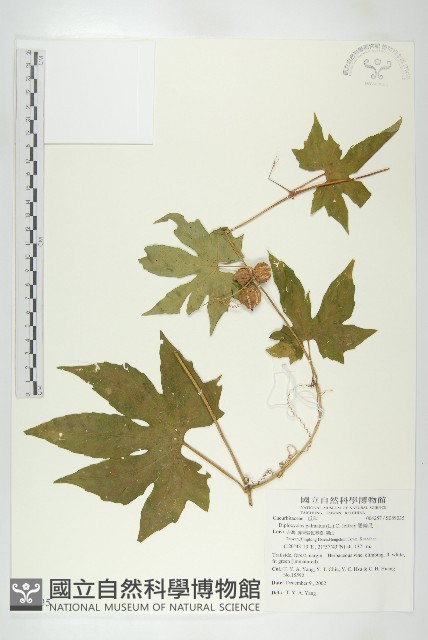 雙輪瓜藏品圖，第1張