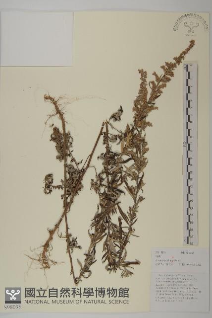 魁蒿藏品圖，第1張