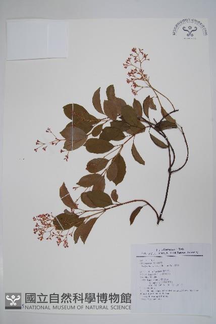 酸藤藏品圖，第1張