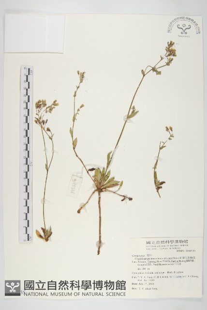 細葉假黃鵪菜藏品圖，第1張