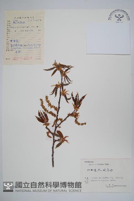 雷公鵝耳櫪藏品圖，第1張