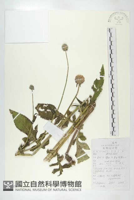 川續斷藏品圖，第1張