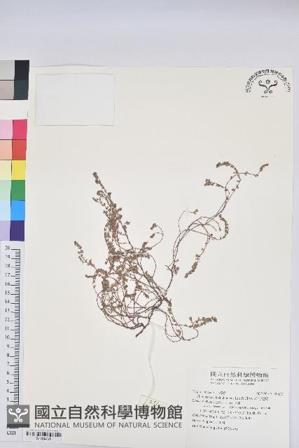 新竹地錦藏品圖，第1張