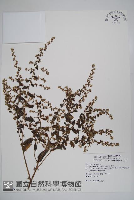 盾果草藏品圖，第1張