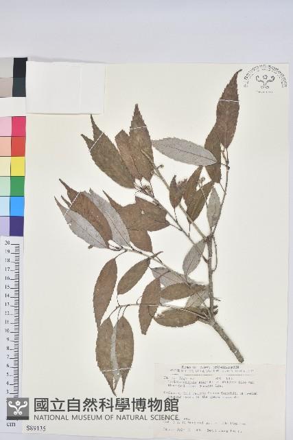 狹葉椆藏品圖，第1張