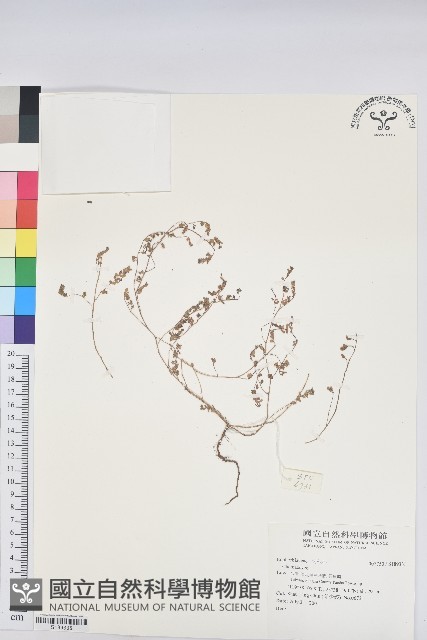 登錄號:S189335藏品圖，第1張