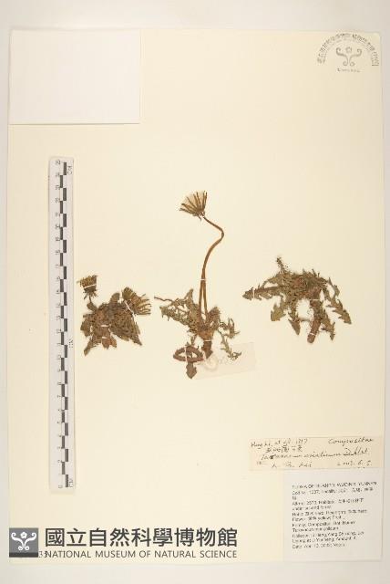 亞洲蒲公英藏品圖，第1張