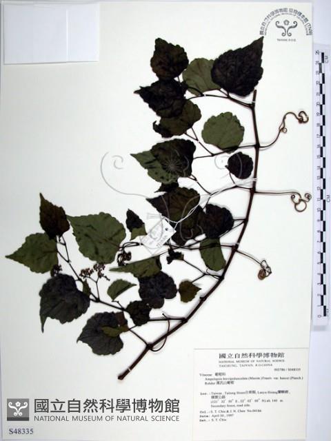 漢氏山葡萄藏品圖，第1張