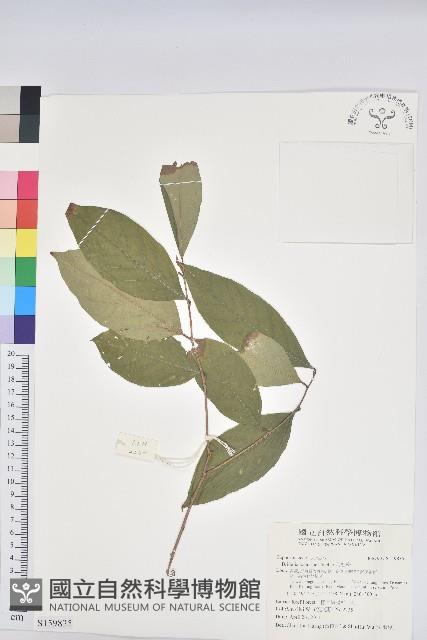 刺杜密藏品圖，第1張