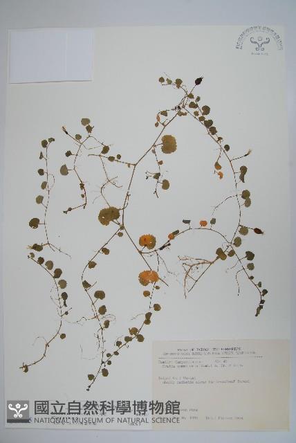 普刺特草藏品圖，第1張