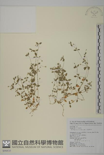 三脈種阜草藏品圖，第1張