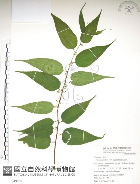 銳葉山黃麻藏品圖，第1張