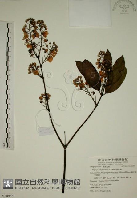 猿尾藤藏品圖，第1張