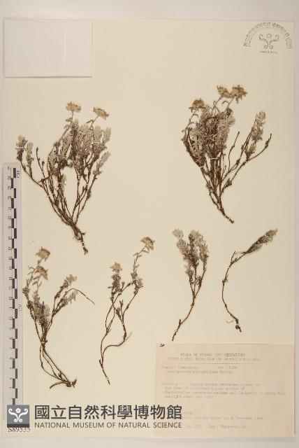 玉山薄雪草藏品圖，第1張