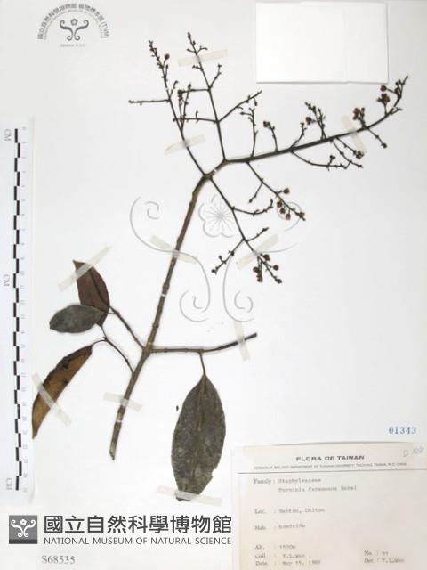 山香圓藏品圖，第1張