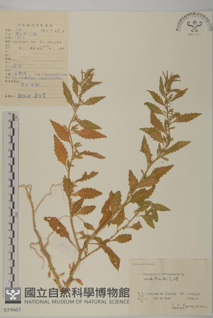 臭杏、土荊芥藏品圖，第1張