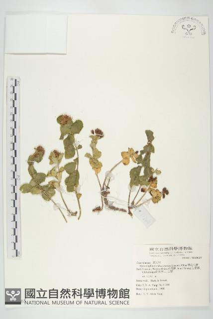 穗花八寶藏品圖，第1張