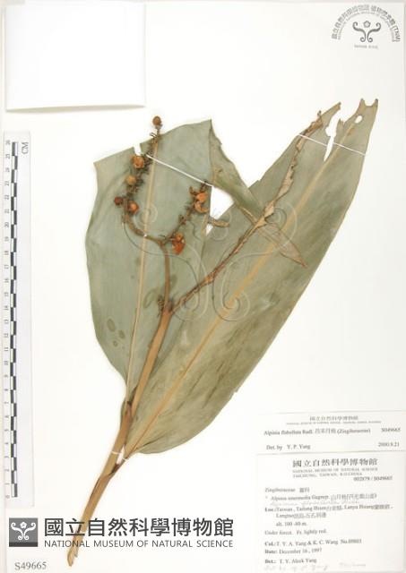 呂宋月桃藏品圖，第1張