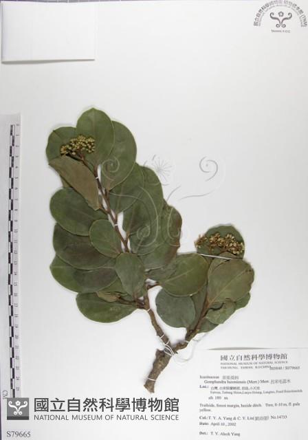 Accession Number:S079665 Collection Image